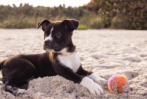 dog