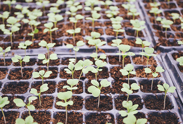 planting