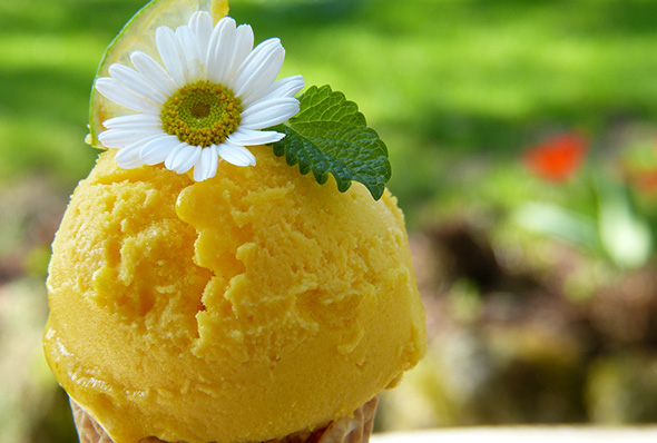 sorbet
